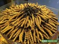 北京市回收冬虫夏草/海淀-东城-朝阳-西城周边价格